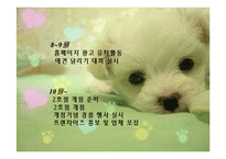 애견헬스클럽 사업계획서-11