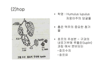 [발효식품] 맥주(발효)-파워포인트-15