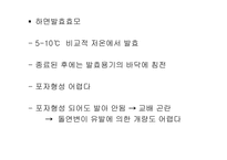 [발효식품] 맥주(발효)-파워포인트-18