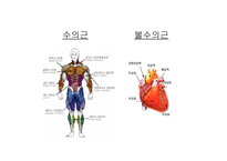 [생리학] 근육계와 운동-4