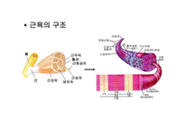 [생리학] 근육계와 운동-5