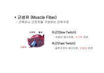 [생리학] 근육계와 운동-8