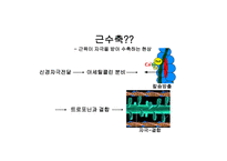 [생리학] 근육계와 운동-13