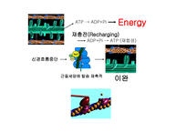 [생리학] 근육계와 운동-14