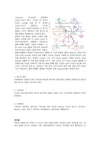 [식품화학] 다이어트 제품(CLA)-3