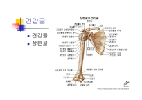 오십견과 견관절의 이해 및 재활운동-13