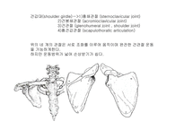 견관절 레포트-2