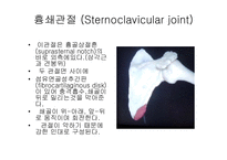 견관절 레포트-3