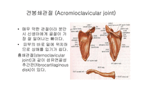 견관절 레포트-4
