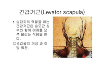 견관절 레포트-9