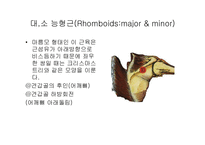 견관절 레포트-10