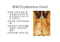 견관절 레포트-11