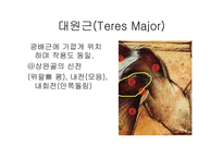 견관절 레포트-12