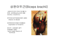 견관절 레포트-14