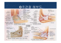 주관절의 손상과 재활-3