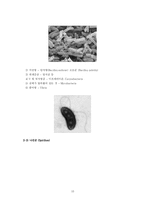 [미생물학] 미생물레포트-10