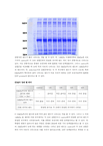 [생물학실험][서울대]protein over-expression(단백질과량발현)-3