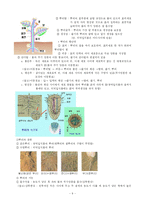 [생명과학] 생명과학의이해-식물의 다양성-9
