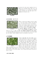중국의 차문화 레포트-15