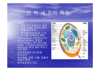 [미생물학] 진핵 세포와 원핵 세포의 차이-3