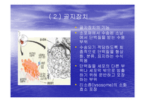 [미생물학] 진핵 세포와 원핵 세포의 차이-11