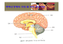 [정서장애아교육] 정서장애의 이해와 실제 -신체,생리학적 모델-12
