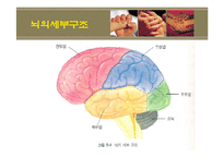 [정서장애아교육] 정서장애의 이해와 실제 -신체,생리학적 모델-13
