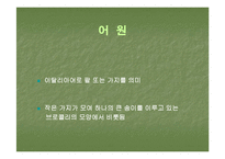 브로컬리(BROCCOLI)의 실용성-5