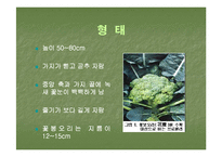 브로컬리(BROCCOLI)의 실용성-6