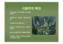 브로컬리(BROCCOLI)의 실용성-9