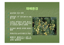 브로컬리(BROCCOLI)의 실용성-12