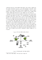 [마케팅원론] 에쿠스 브랜드 마케팅 전략-2