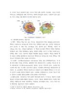 생물과학 ) 내막계에 관여하는 세포소기관과 물질대사 메커니즘에 대해 설명하라-4