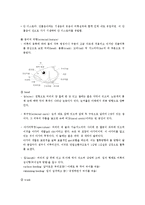 [실험동물학]붕어의 해부 및 내부기관 관찰-2