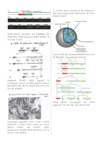 [줄기세포] SCT 시험노트정리-13