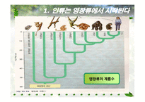 인류 영장류의 진화-4
