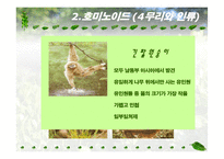 인류 영장류의 진화-8