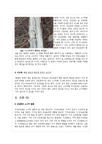 [생태학] 소나무 멸종에 대한 보고서(소나무 멸종)-11