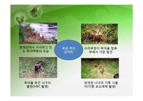 [환경행정] 성공적인 환경 거버넌스 사례 -서울 양재천-11