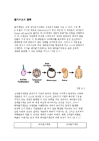 골형성(Osteogenesis) -줄기세포-2