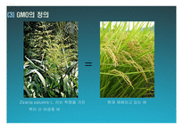 한미FTA와 GMO 레포트-7