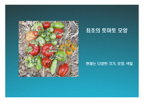 한미FTA와 GMO 레포트-8