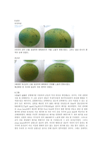 [미생물학] 선택배지를이용한 유산균배양-5