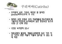 [환경정책론] 생태도시의 비교를 통한 정책 및 시사점-11