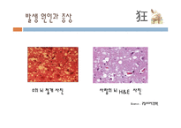 광우병 레포트-7
