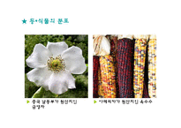 [근대유럽형성] 정화와 중국함대의 아메리카 발견-19