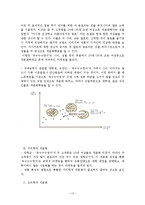 신제품 개발과정(옥수수수염차)-13
