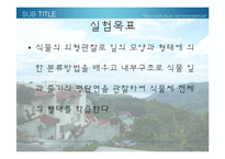 [생물학 실험] 식물의 잎과 줄기의 관찰-2