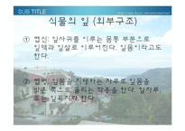 [생물학 실험] 식물의 잎과 줄기의 관찰-3