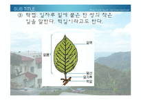 [생물학 실험] 식물의 잎과 줄기의 관찰-4